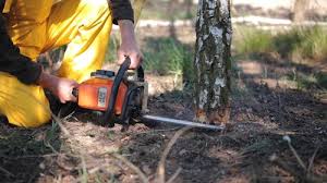 Best Tree Trimming and Pruning  in Whittingham, NJ