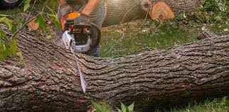 Best Lot and Land Clearing  in Whittingham, NJ