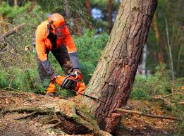 Best Tree Health Inspection  in Whittingham, NJ