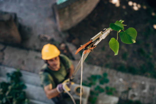 Best Tree Mulching  in Whittingham, NJ