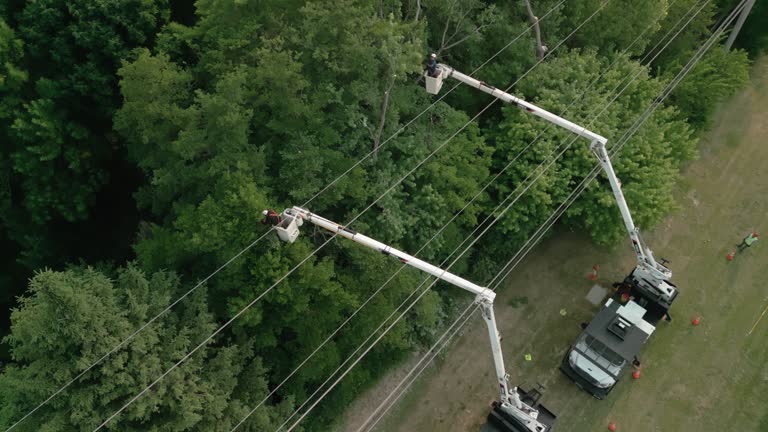 Best Emergency Tree Removal  in Whittingham, NJ