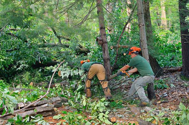 Best Tree Maintenance Programs  in Whittingham, NJ