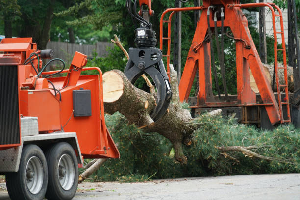 Best Weed Control  in Whittingham, NJ
