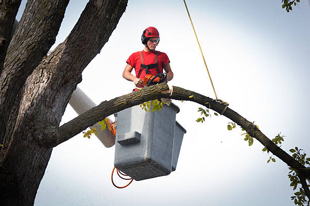 How Our Tree Care Process Works  in  Whittingham, NJ