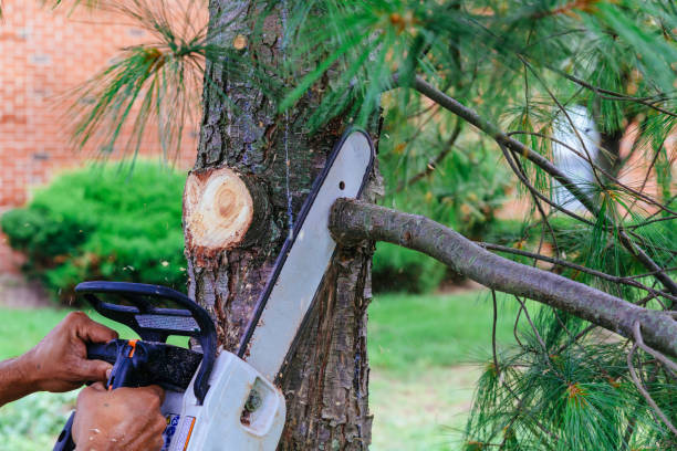 Best Tree and Shrub Care  in Whittingham, NJ